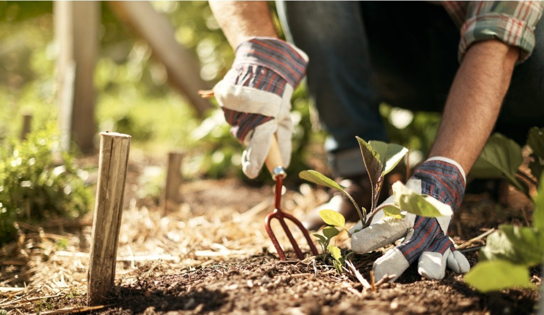 gardening